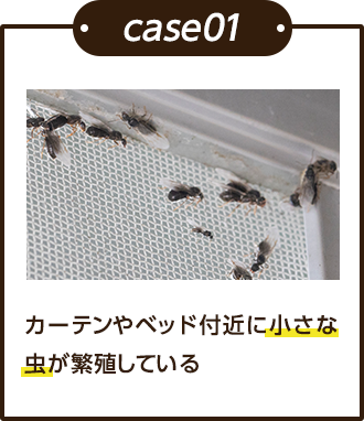 ケース1、カーテンやベット付近に小さな虫が繁殖している