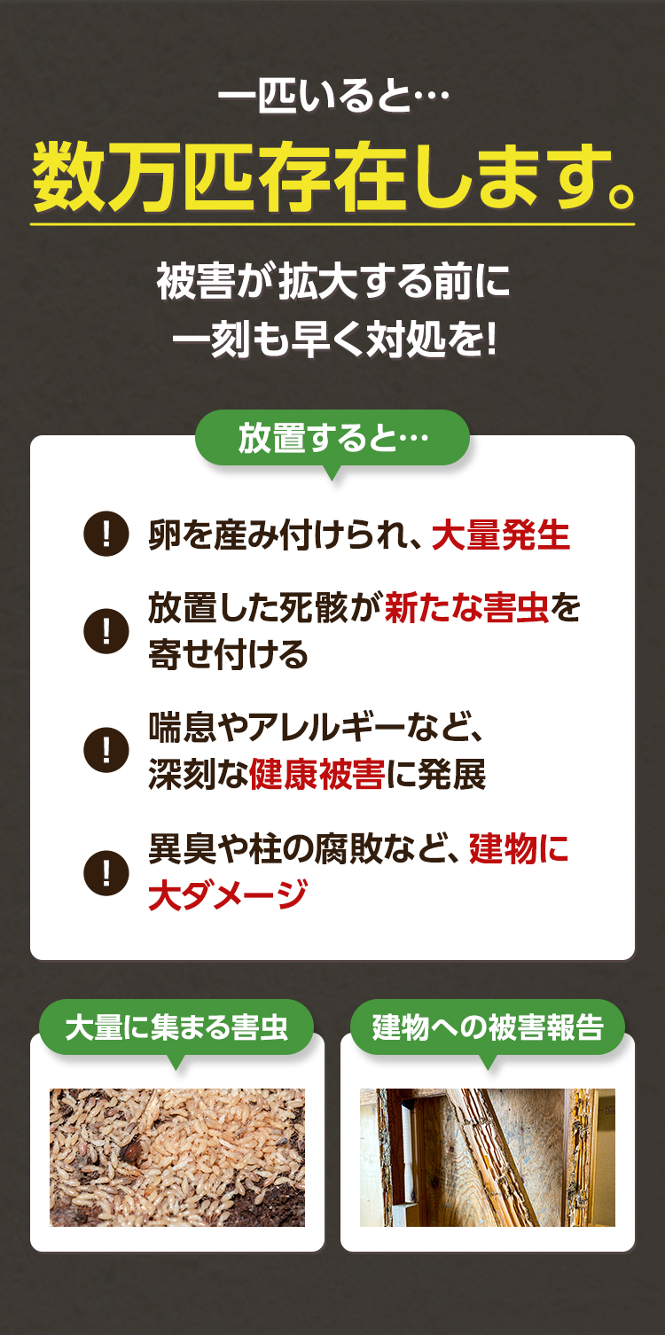 一匹いると数万匹存在します。放置するとこんなことが。①卵を産み付けられ大量発生。②放置した死骸が新たな害虫を寄せ付ける。③喘息やアレルギーなど深刻な健康被害に発展。④異臭や柱の腐敗など建物に大ダメージ