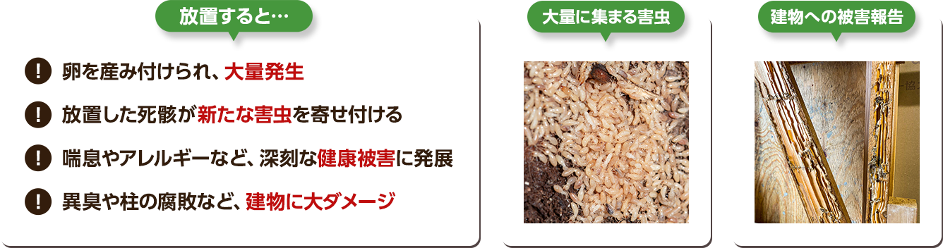 一匹いると数万匹存在します。放置するとこんなことが。①卵を産み付けられ大量発生。②放置した死骸が新たな害虫を寄せ付ける。③喘息やアレルギーなど深刻な健康被害に発展。④異臭や柱の腐敗など建物に大ダメージ