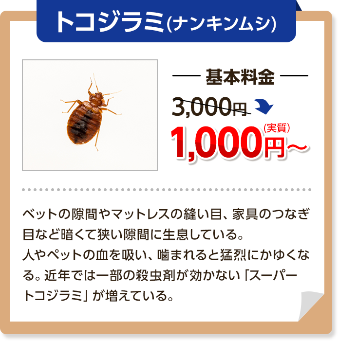 トコジラミ（ナンキンムシ）基本料金3,000円～→1,000円ベットの隙間やマットレスの縫い目、家具のつなぎ目など暗くて狭い隙間に生息している。人やペットの血を吸い、噛まれると猛烈にかゆくなる。近年では一部の殺虫剤が効かない「スーパートコジラミ」が増えている。