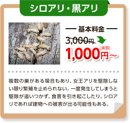 シロアリ・黒アリ基本料金3,000円～→1,000円円複数の巣がある場合もあり、女王ありを駆除しない限り繁殖を止められない。一度発生してしまうと駆除が追いつかず、食害を引き起こしたり、シロアリであれば建物への被害が出る可能性もある。