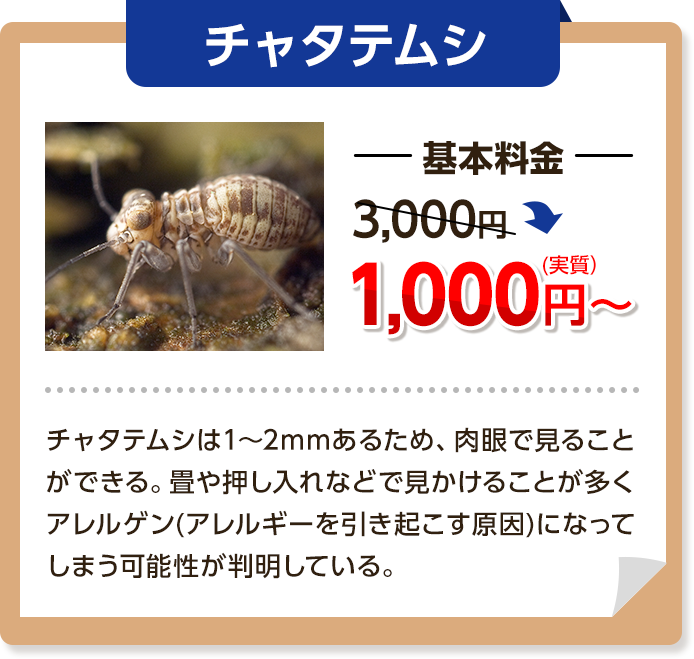 チャタテムシ：基本料金は同じく3000円→1,000円～チャタテムシは1~2㎜あるため、肉眼で見ることができる。畳や押し入れなどで見かけることが多く、アレルゲン(アレルギーを引き起こす原因)になってしまう可能性が判明している。