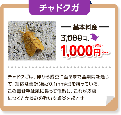 チャドクガ：基本料金は同じく3000円→1,000円～チャドクガは、卵から成虫に至るまで全期間を通じて、微細な毒針（長さ0.1ミリメートル程）を持っている。この毒針毛は風に乗って飛散し、これが皮膚につくとかゆみの強い皮膚炎を起こす。