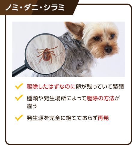 ノミ、ダニ、シラミ。①駆除したはずなのに卵が残っていて繁殖。②種類や発生場所によって駆除の方法が違う。③発生源を完全に絶てておらず再発